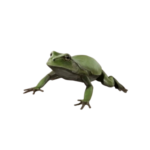 Tree Frog